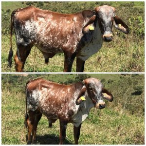 Torete 3/4 Gyr