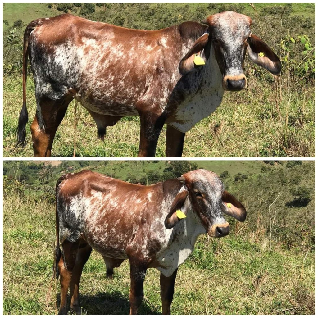 Torete 3/4 Gyr