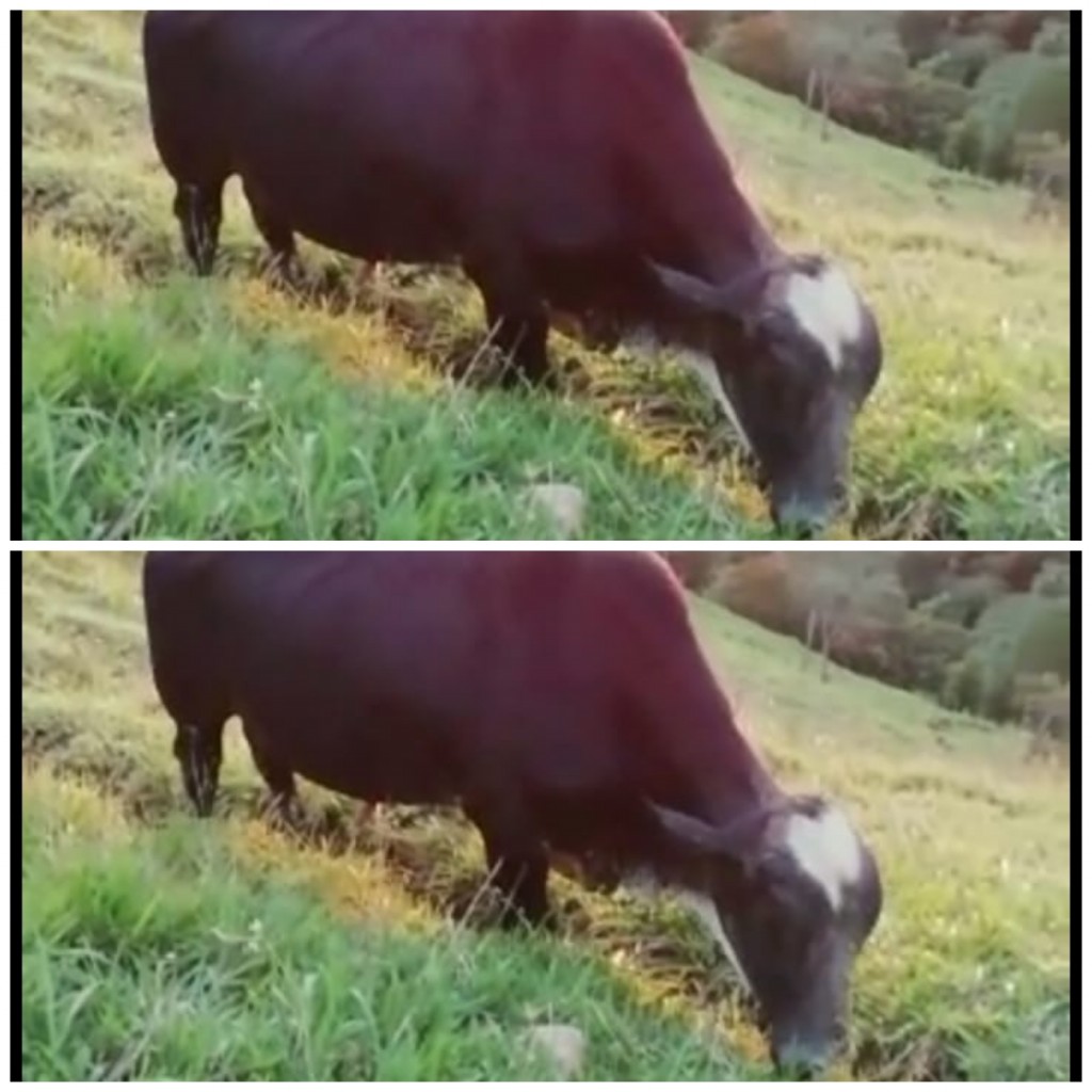 Toro Gyrolando 22 meses