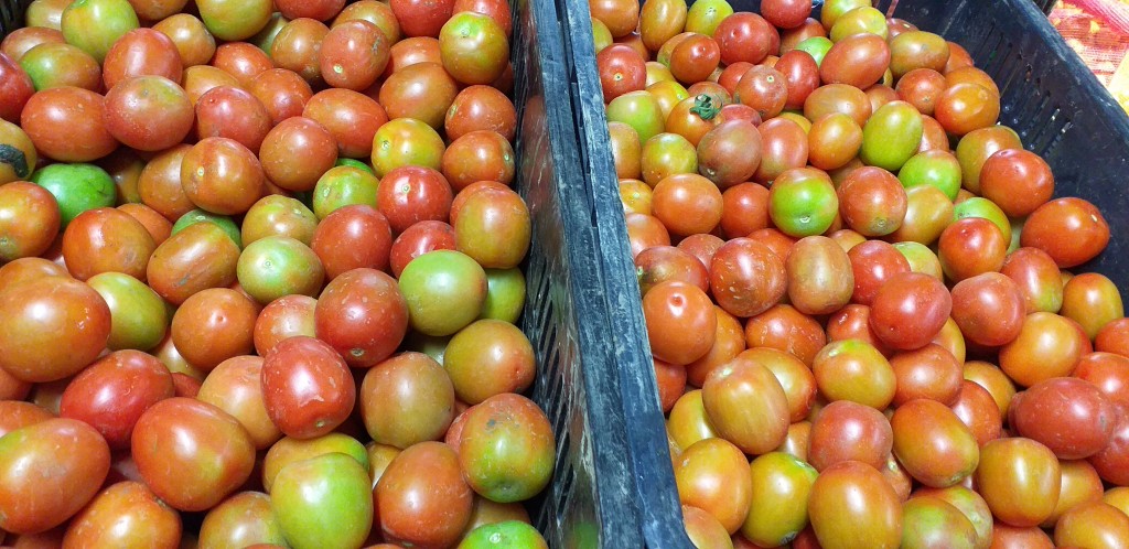Tomate Chonto Parejo