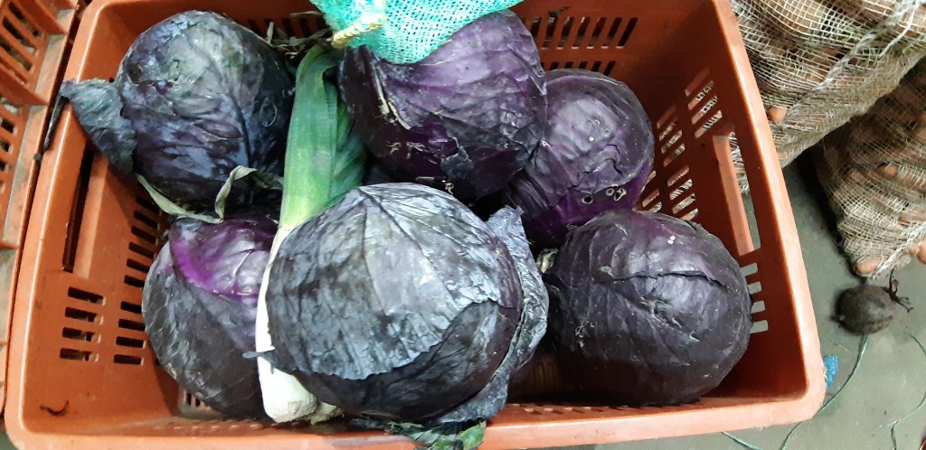 Repollo morado