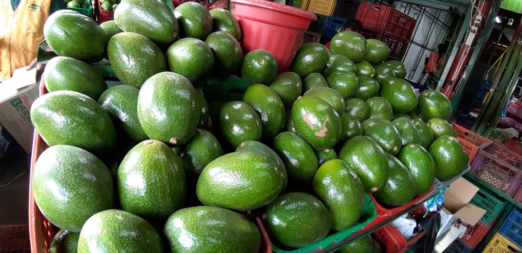 Aguacate choque 1ra