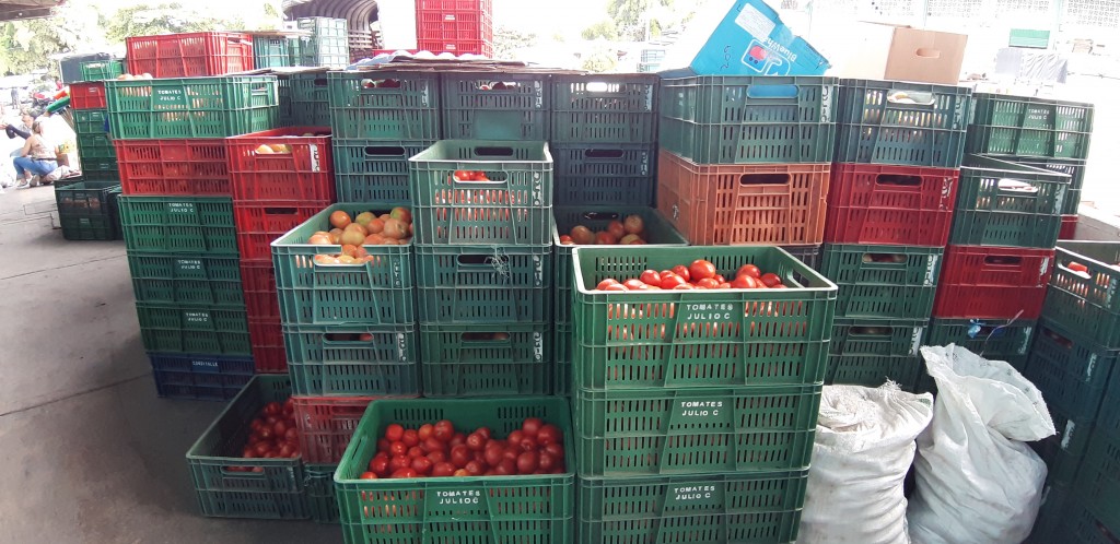 Tomate chonto grueso