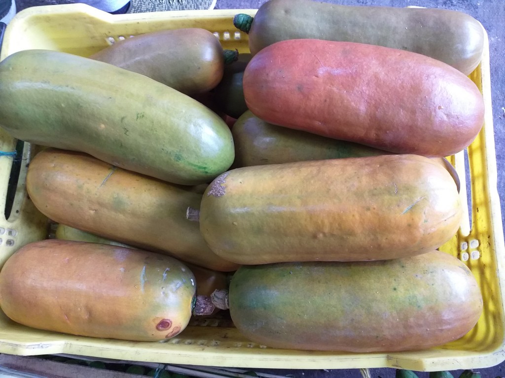 Melocoton criollo