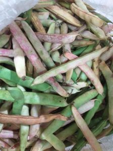 Frijol verde en vaina