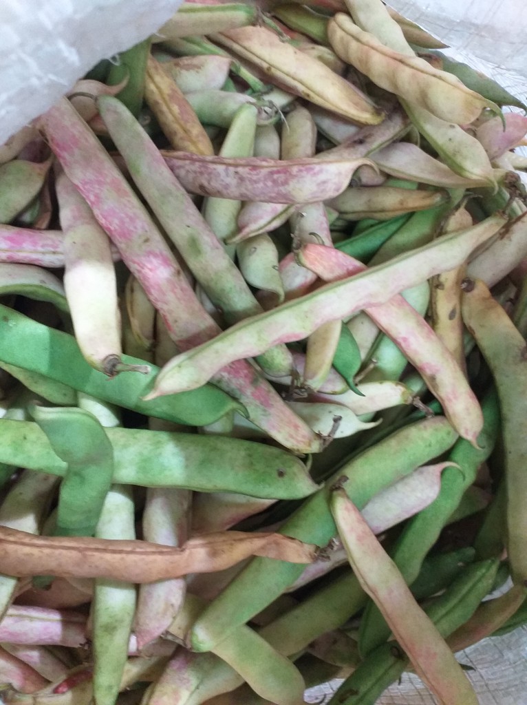 Frijol verde en vaina
