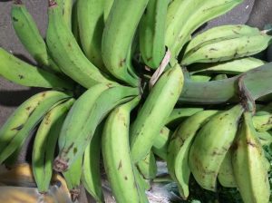 Platano verde