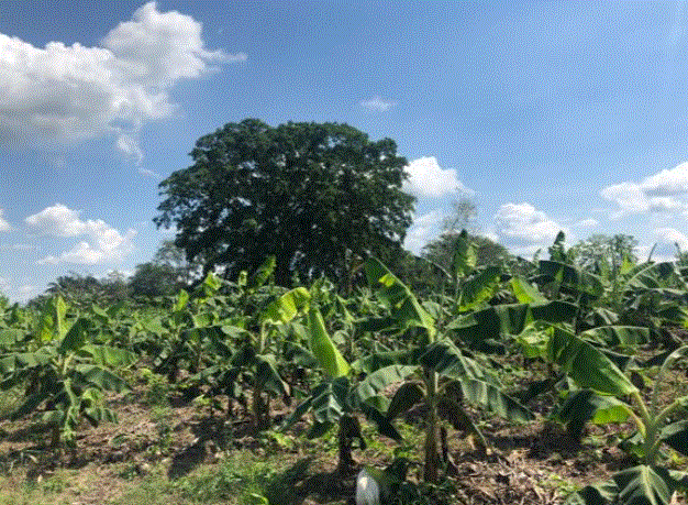 Plátano en finca