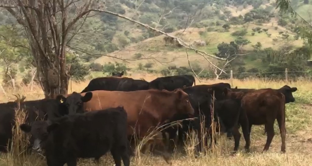 VENDO LOTE ANGUS HEBRAS PREÑADAS