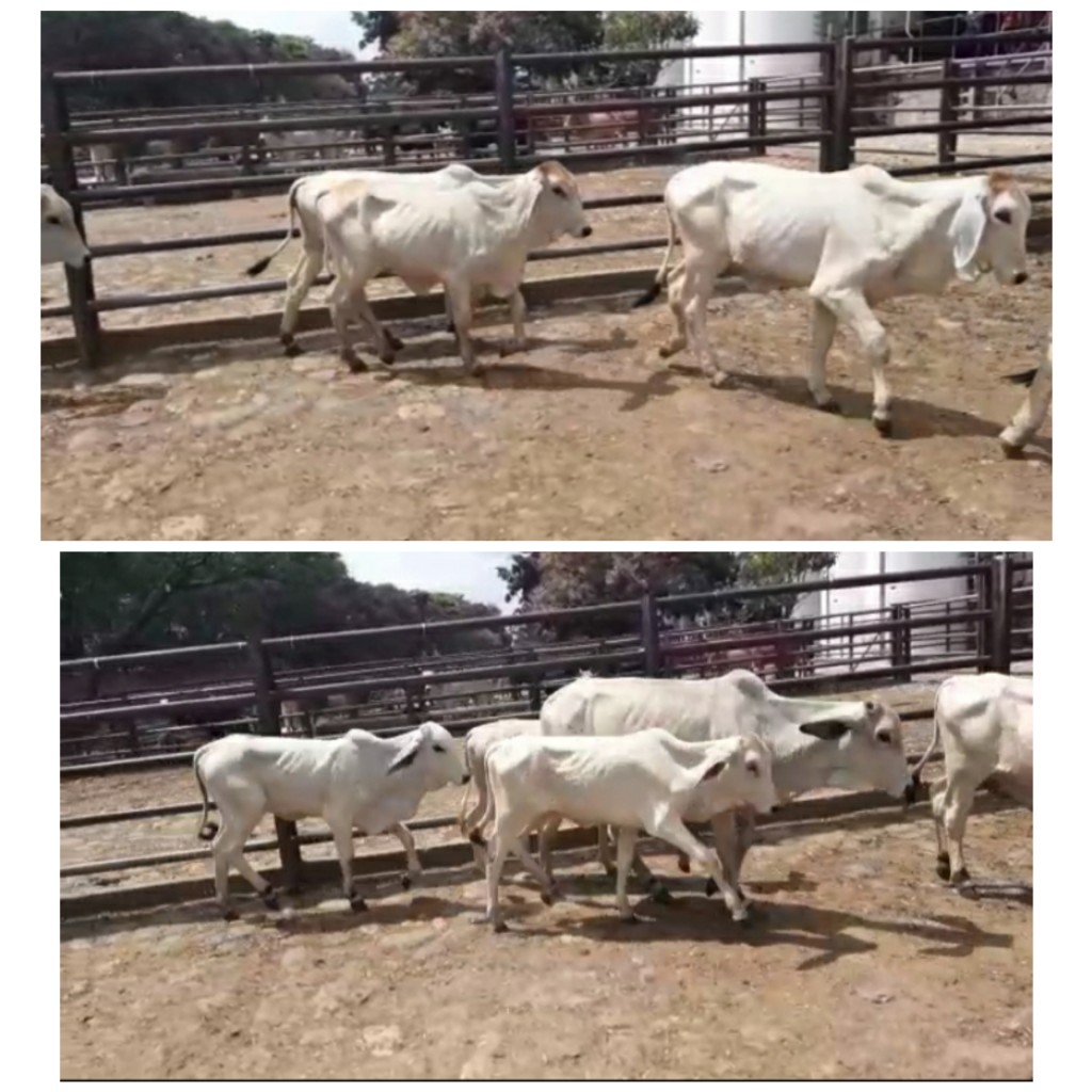 Hembras de levante blancas