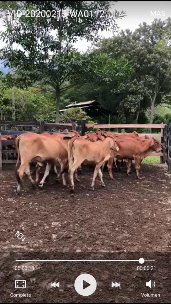 14 novillas de vientre brahman rojo de 280 kilos