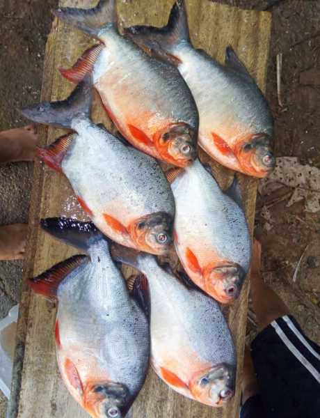 Venta de cachama x Kilos