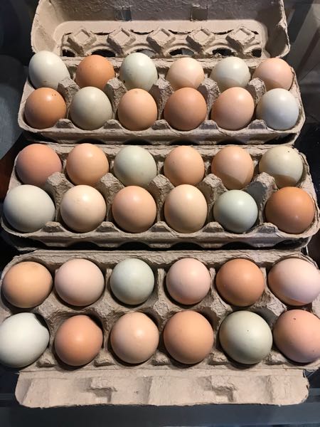Venta huevo galpon, criollo h gallina feliz