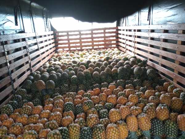 Venta de Piña Oro Miel