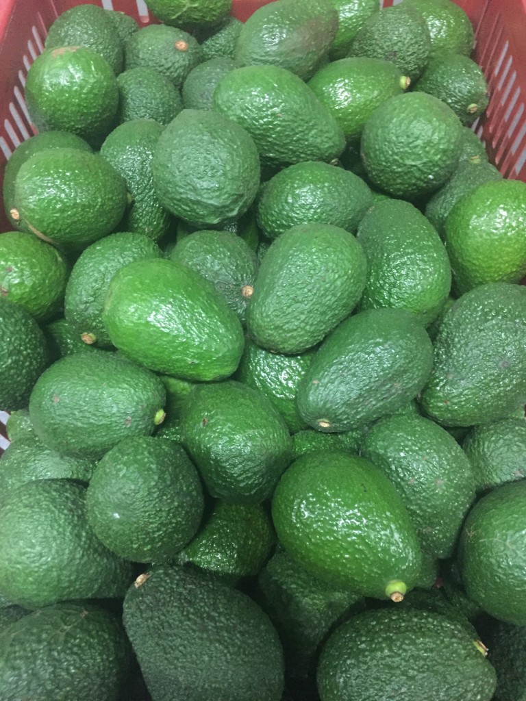 Aguacate Hass Primera