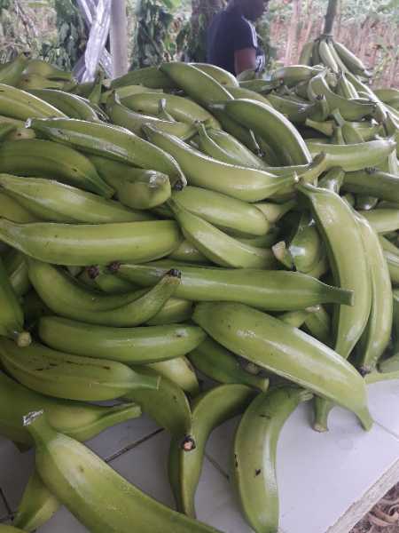 venta de platano al pormayor