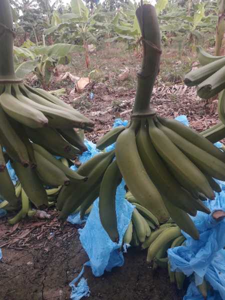 venta de platano al pormayor — foto 3 de 3