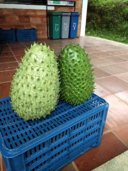 venta de guanabana de 1ra