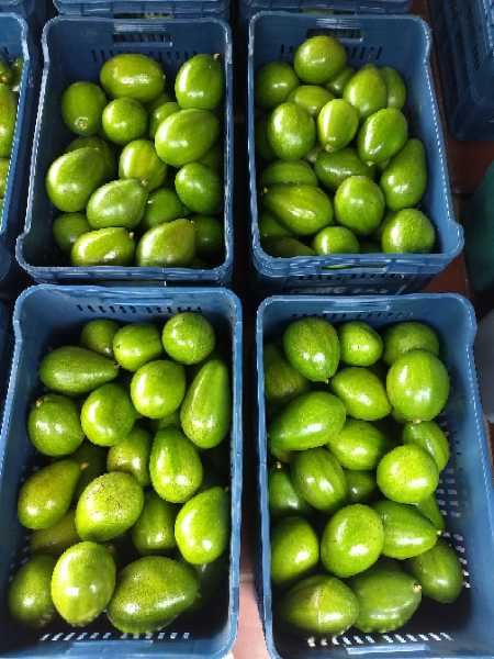 venta de aguacate papelillo de 1ra
