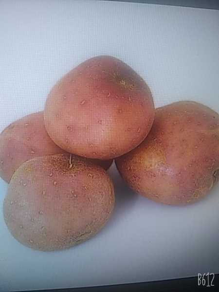 papa pastusa bulto