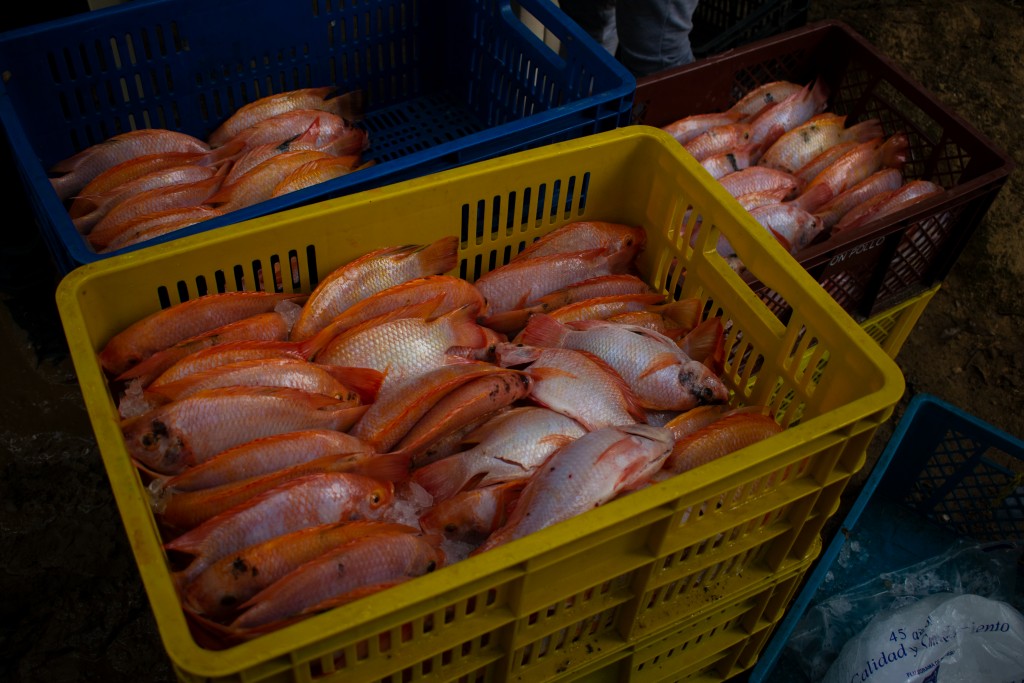 Tilapia Roja