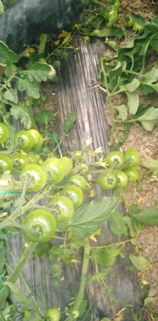 Tomate cherry