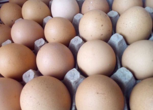 Huevos semicriollos AA x 30