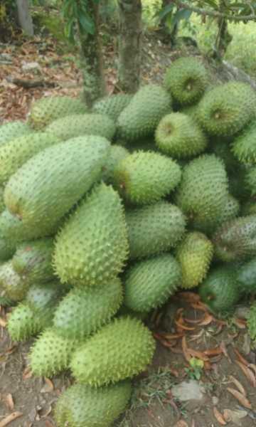 Guanabana Tolima original