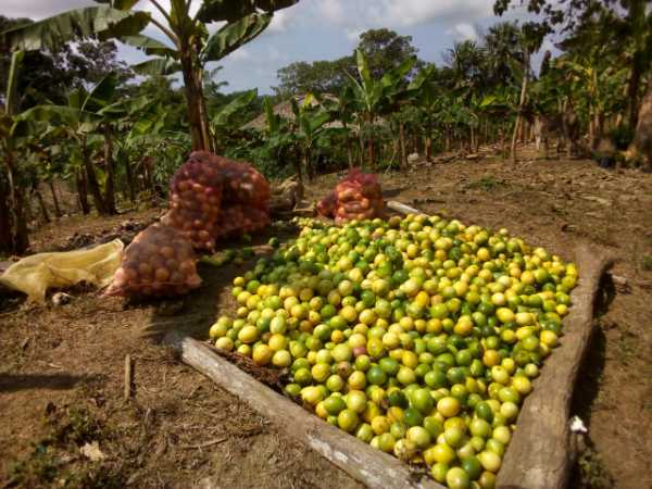 Venta de maracuya de la mejor calidad