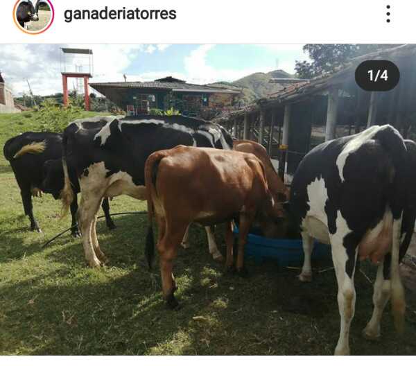 Vendo muy buenas vacas lecheras