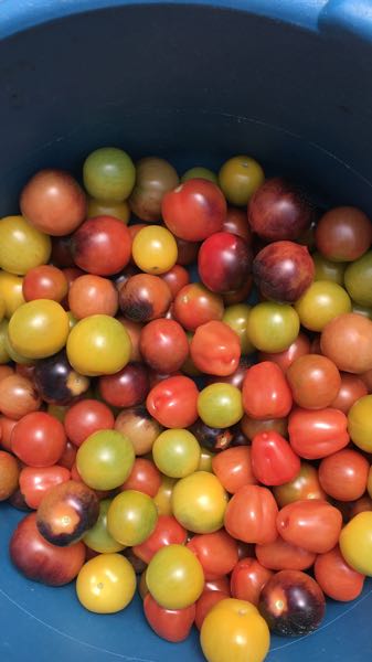 tomates cherry mixtos