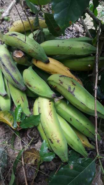 platano verde.