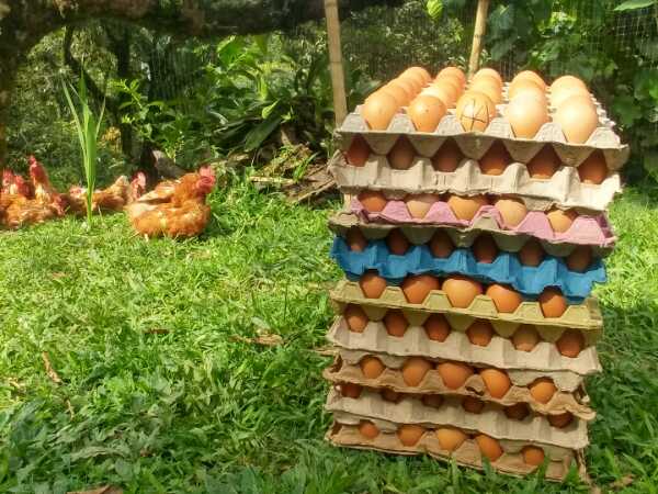 Huevos de gallinas de pastoreo tipo AA color marrón