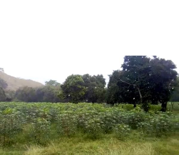yuca ica 40