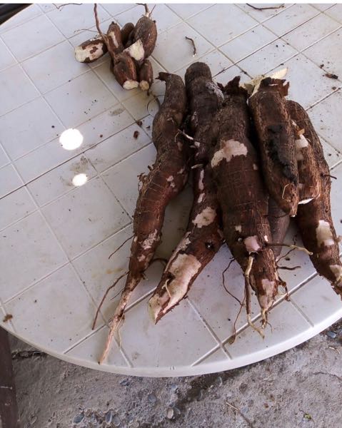 yuca ica 40