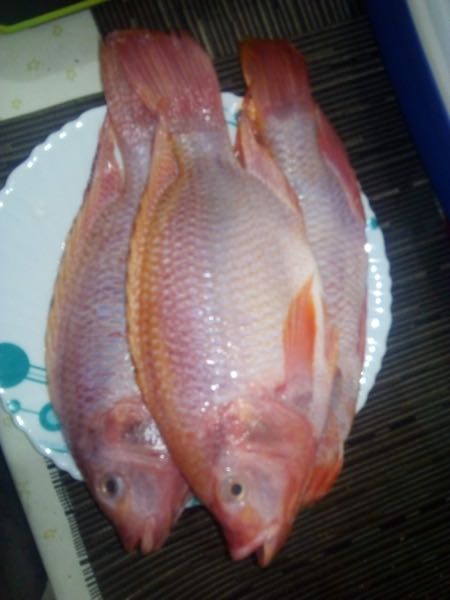 tilapias de montaña