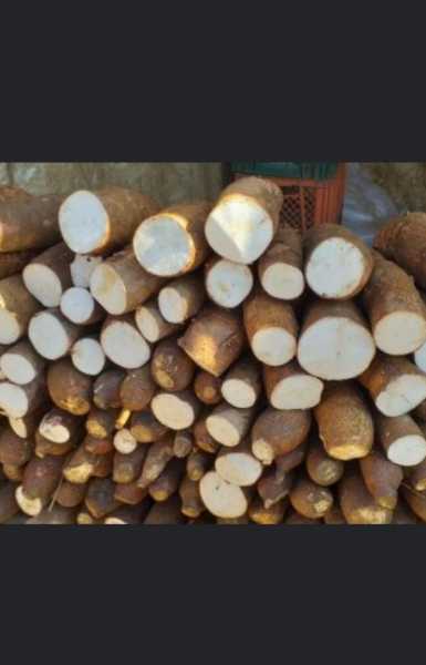 Yuca costeña
