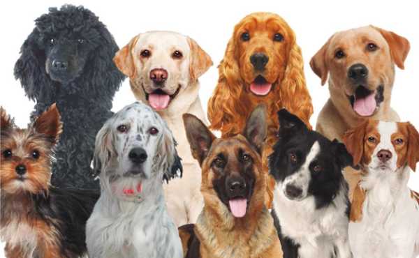 Vacaciones caninas y felinas