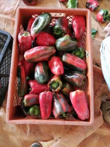 Venta de pimentón