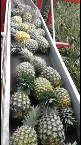 VENTA DE PIÑA ORO MIEL 1RA Y 2DA