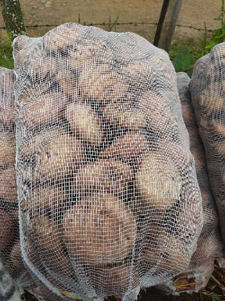 venta de papa al por mayor y detal desde la finca