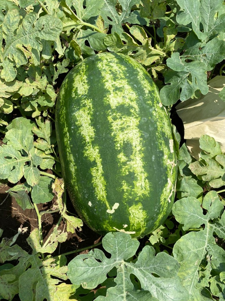 PATILLA