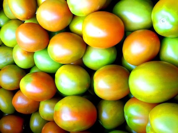 Tomate chonto