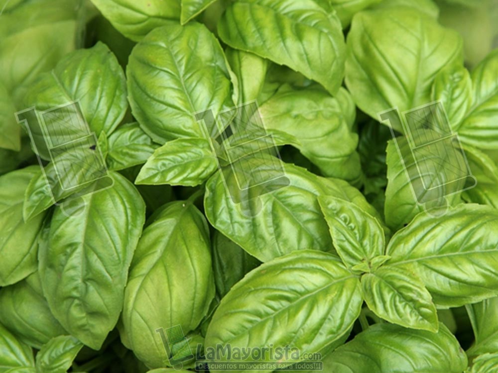 Albahaca