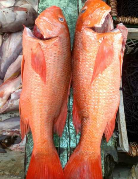 PARGO ROJO PLATERO