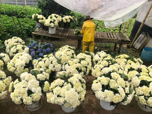 hortencias blancas y azules