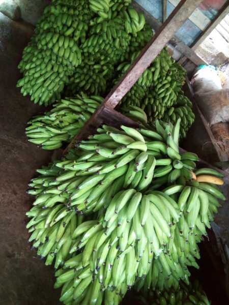 Banano y platano