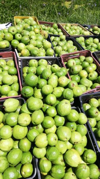 Guayaba manzana