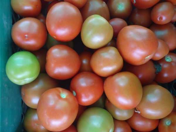 TOMATE CHONTO