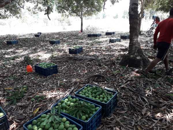 mango criollo
